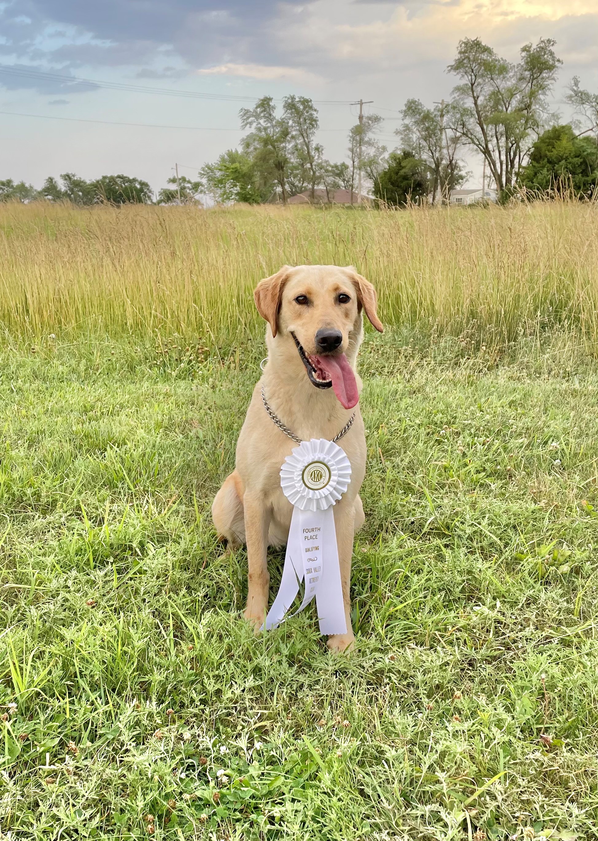 Hilltop's Skye Is The Limit QAA | Yellow Labrador Retriver