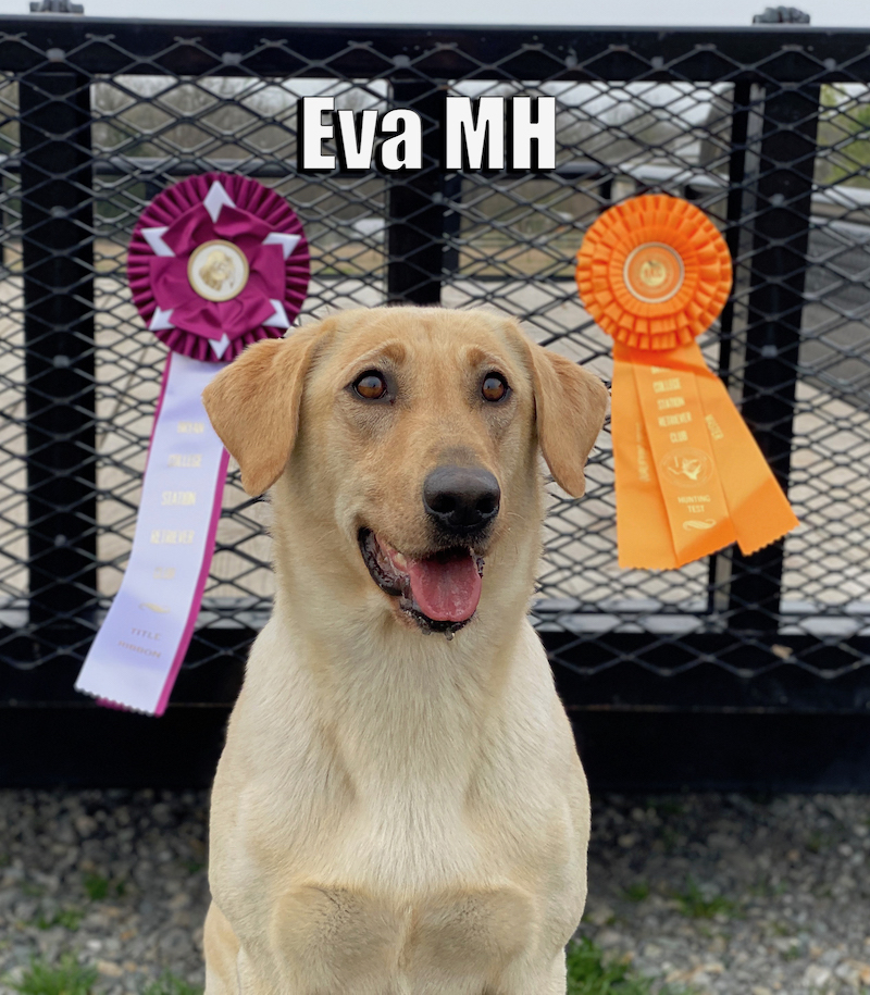 HRCH Hopes Taking Aim MH | Yellow Labrador Retriver