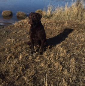 APR Tri-lab's Gamblin Grizz JH | Chocolate Labrador Retriver