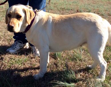 Rain Storms Trixie Pixie Dust | Yellow Labrador Retriver