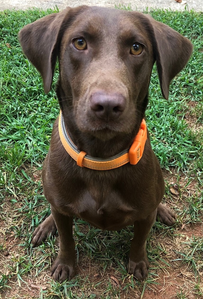Mud Buds Alabama Lady | Chocolate Labrador Retriver