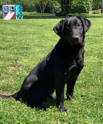 HR Firedup Riptide's Tsunami | Black Labrador Retriver