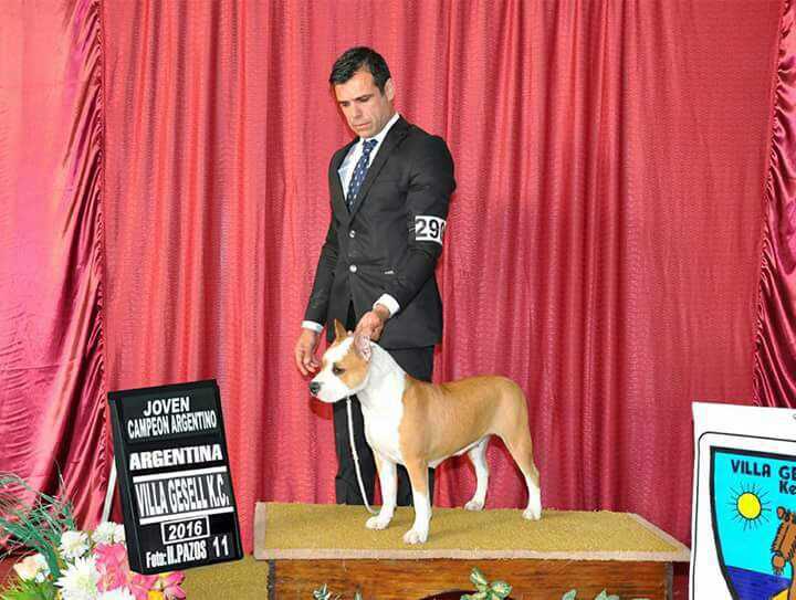 Fantasy Invictus Staff | American Staffordshire Terrier 