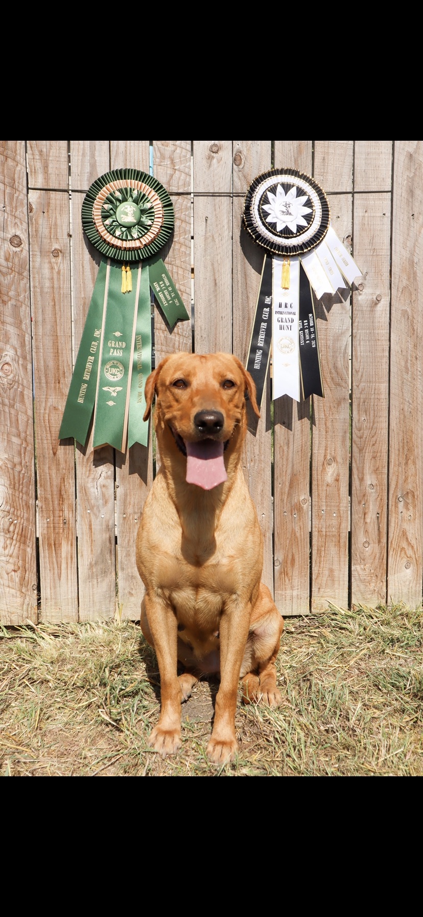 HRCH Kenswood Southern Belle | Yellow Labrador Retriver