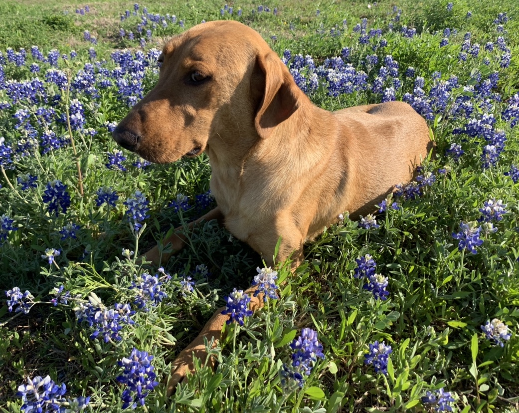 HRCH Kenswood Southern Belle | Yellow Labrador Retriver