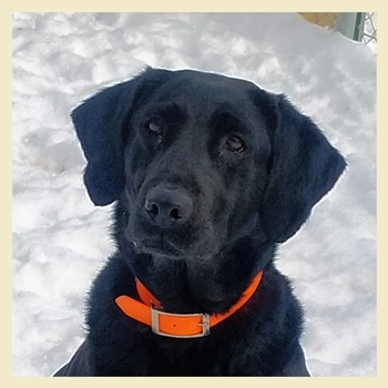 Skyriver's Hole In One | Black Labrador Retriver