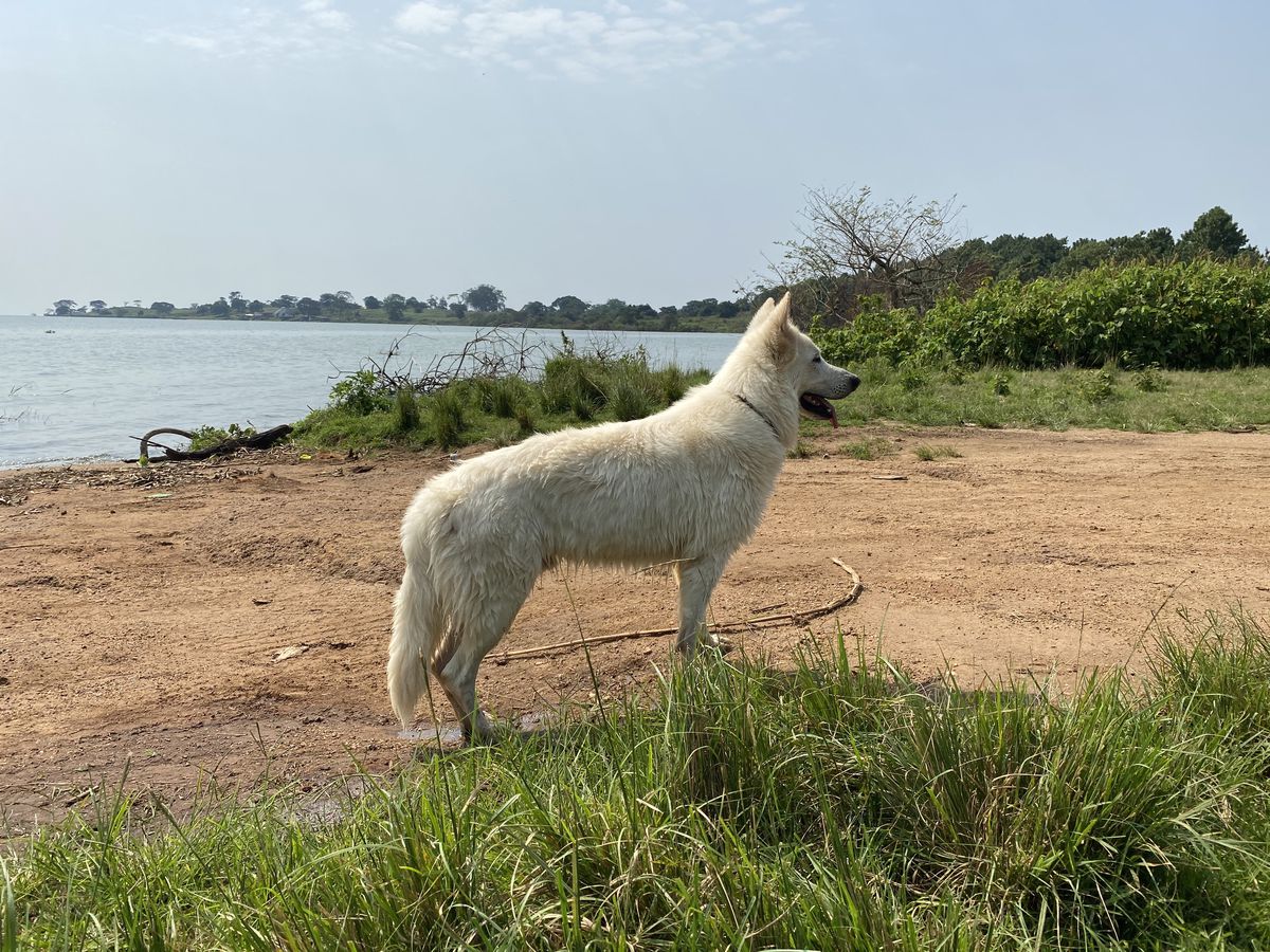 Amii od Bijelih Andjela | White Swiss Shepherd Dog 