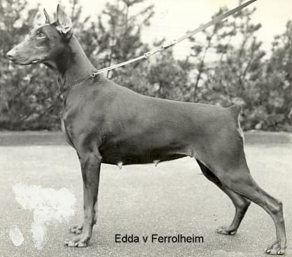 Edda v. Ferrolheim | Brown Doberman Pinscher