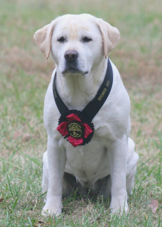 Shadowglen Ballyhoo O'Boyne SH WCX | Yellow Labrador Retriver