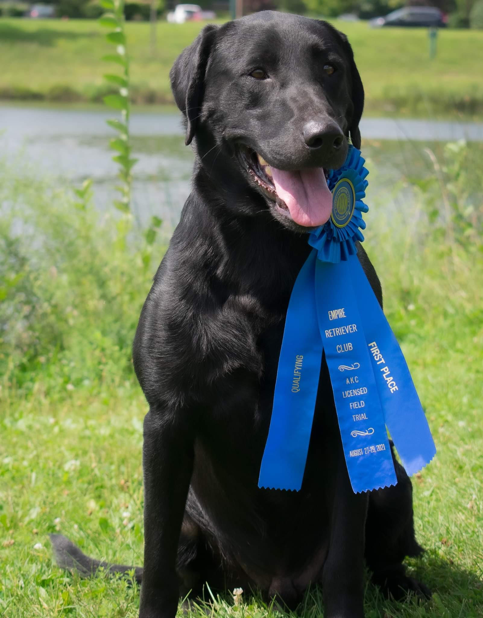 Bravo’s Homerun Hitter JH QA2 | Black Labrador Retriver