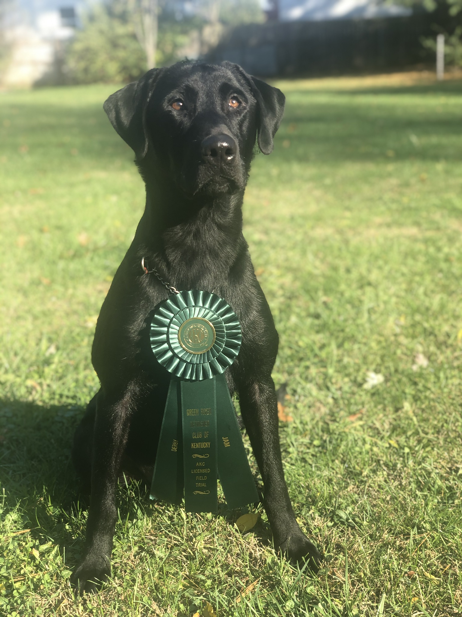 Bravo’s Homerun Hitter JH QA2 | Black Labrador Retriver