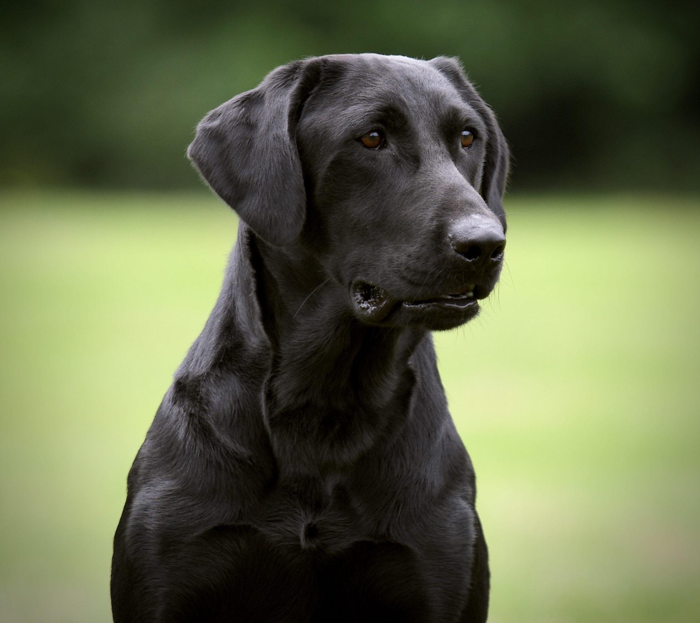 Watermarks Tarpon | Black Labrador Retriver