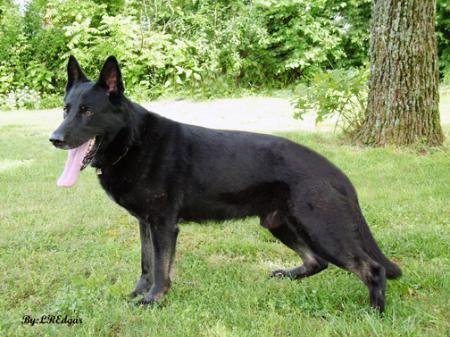 Iwo vom Grenzgänger | German Shepherd Dog 