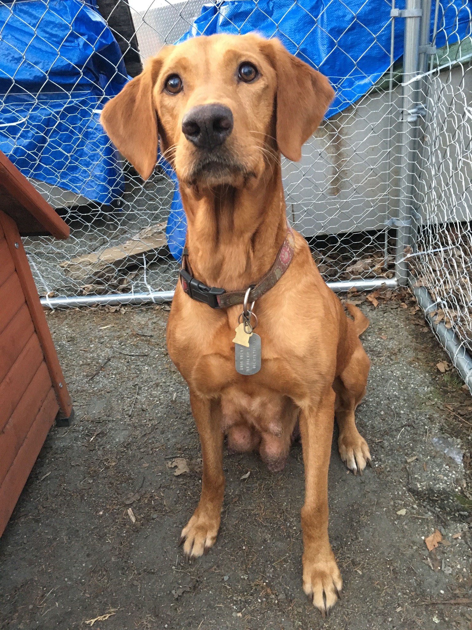 Owens' Rhubarb Ruby | Yellow Labrador Retriver