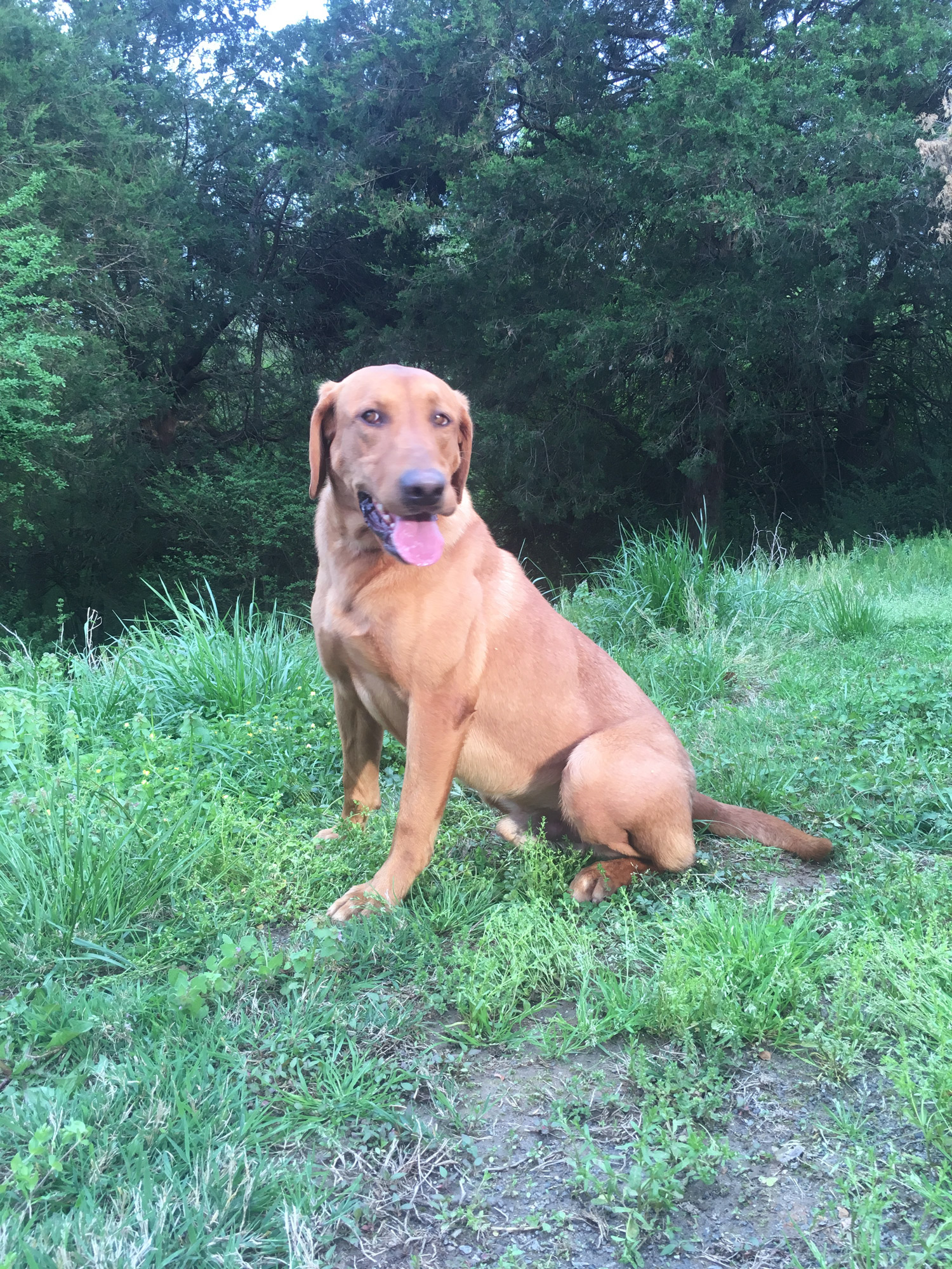 HRCH 'PR'Mitchell River Redman | Yellow Labrador Retriver