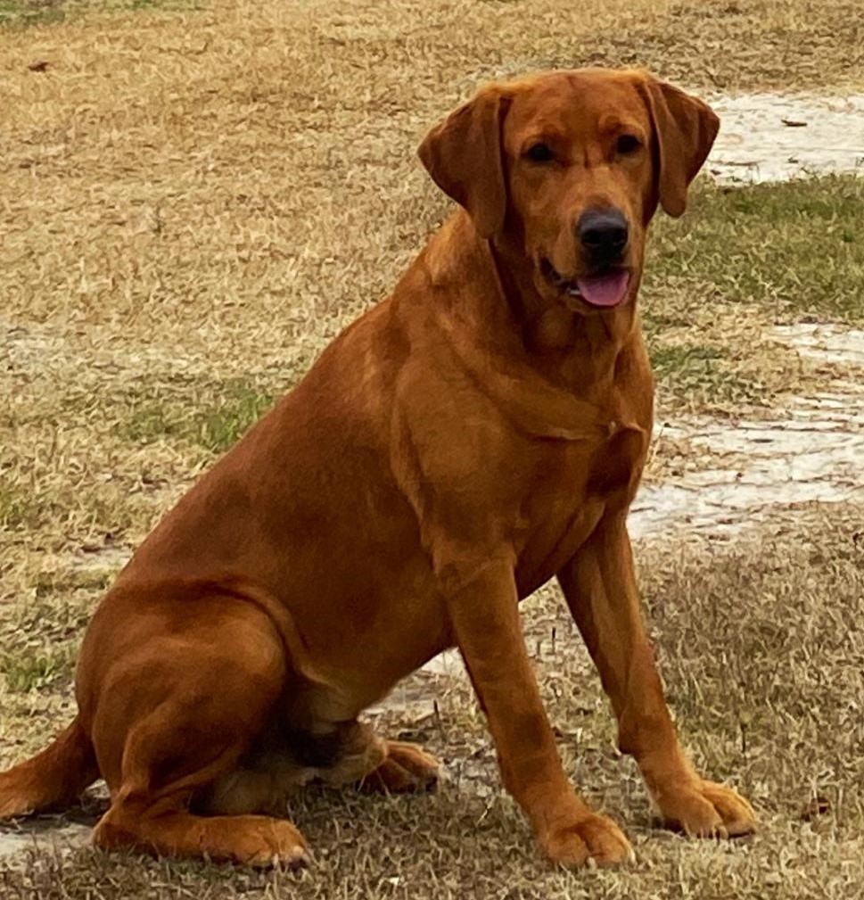 HRCH QTK Lightning Fast Loud As Thunder MH | Yellow Labrador Retriver