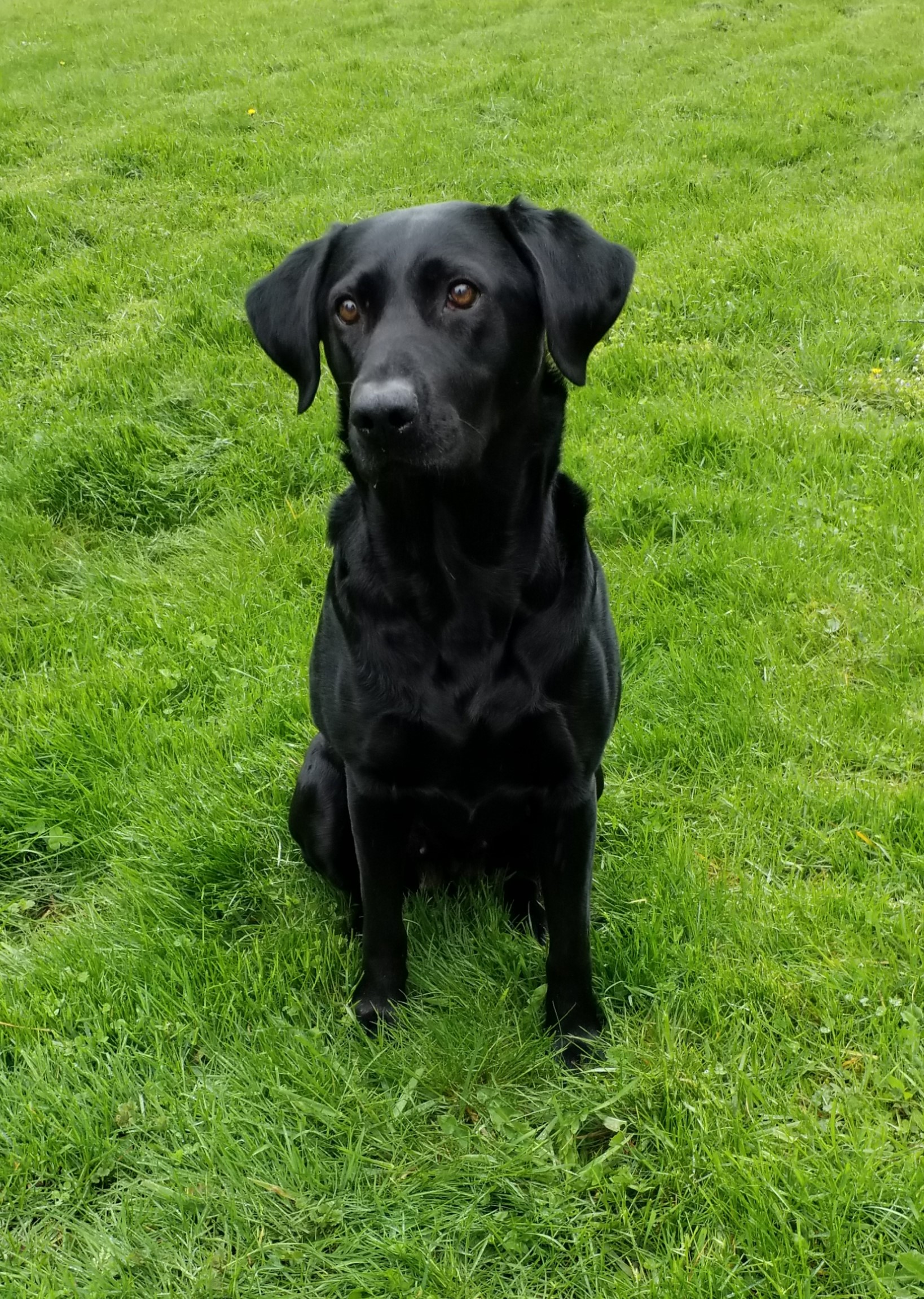 Good Idea's Cut A Luxurious | Black Labrador Retriver