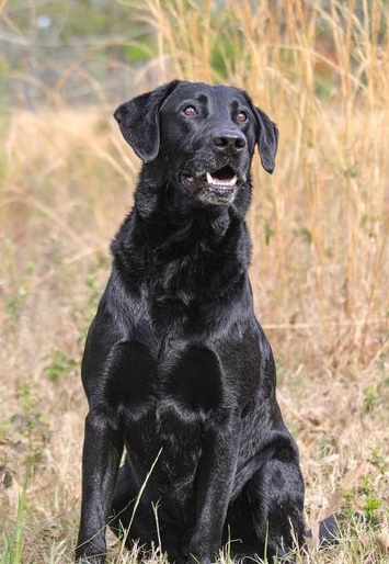 FC AFC Beaver Runs Zig Zag Zeke | Black Labrador Retriver