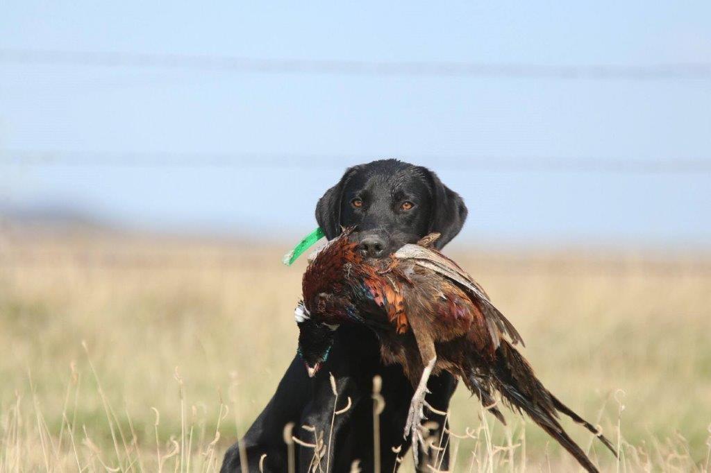 Craighorn Wellington | Black Labrador Retriver