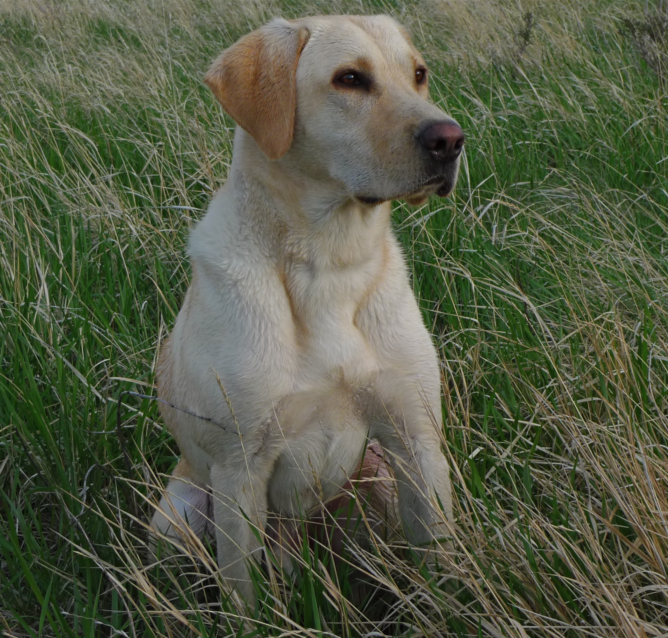 Radiant Big Sky Ray | Yellow Labrador Retriver