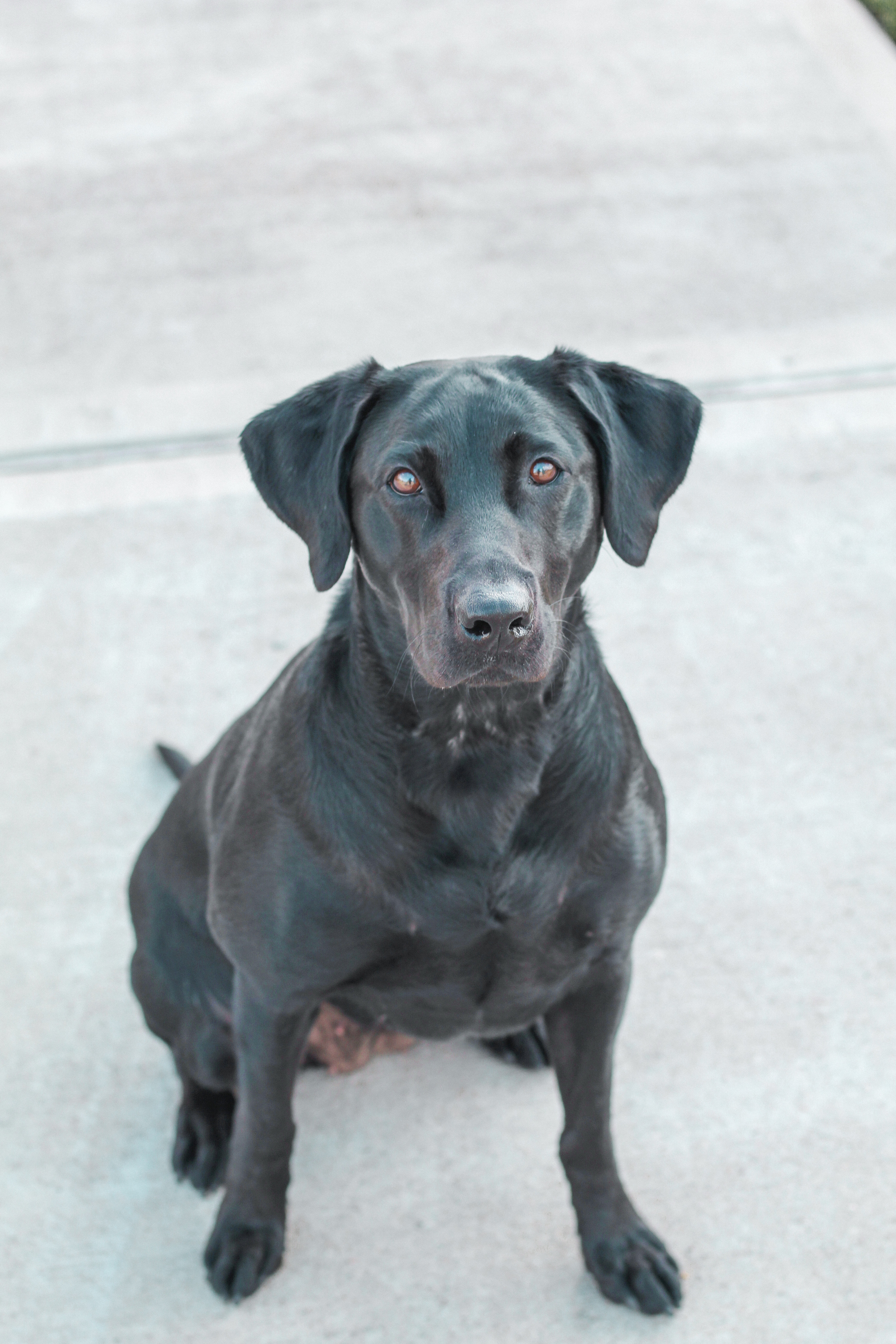 Blake's First Shot | Black Labrador Retriver