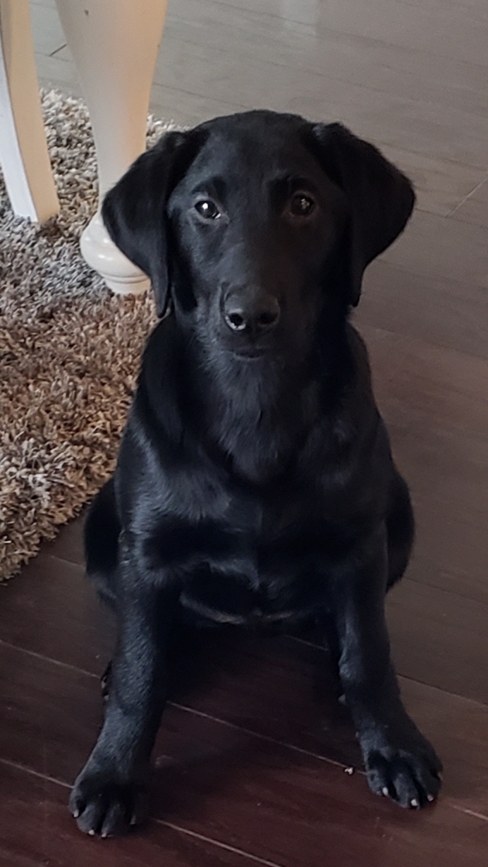 Cherry Hill's Shadow On The Bayou | Black Labrador Retriver