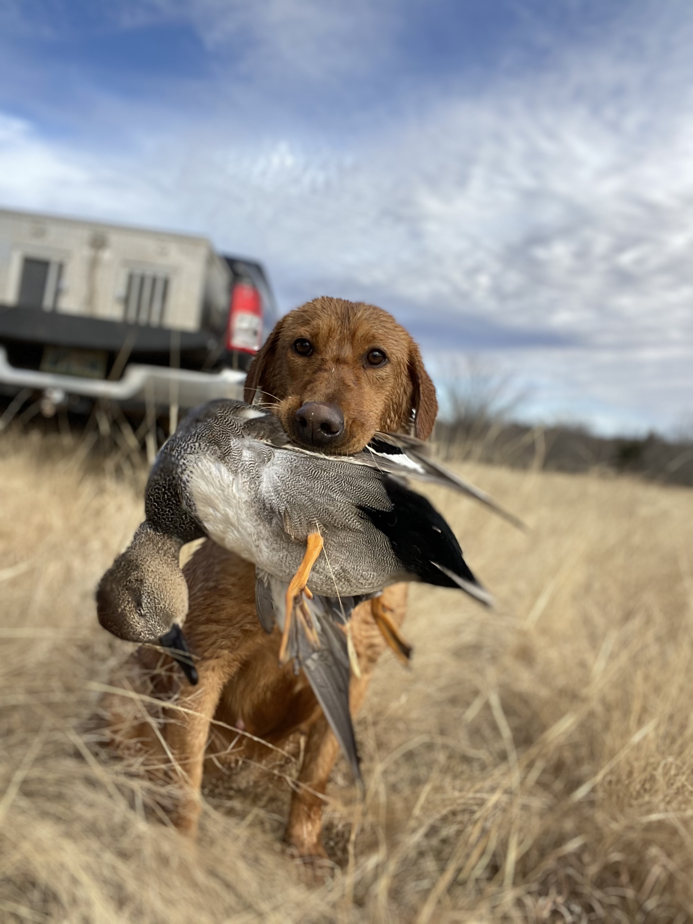 SHR Pr’s What Goes Around Comes Around | Yellow Labrador Retriver