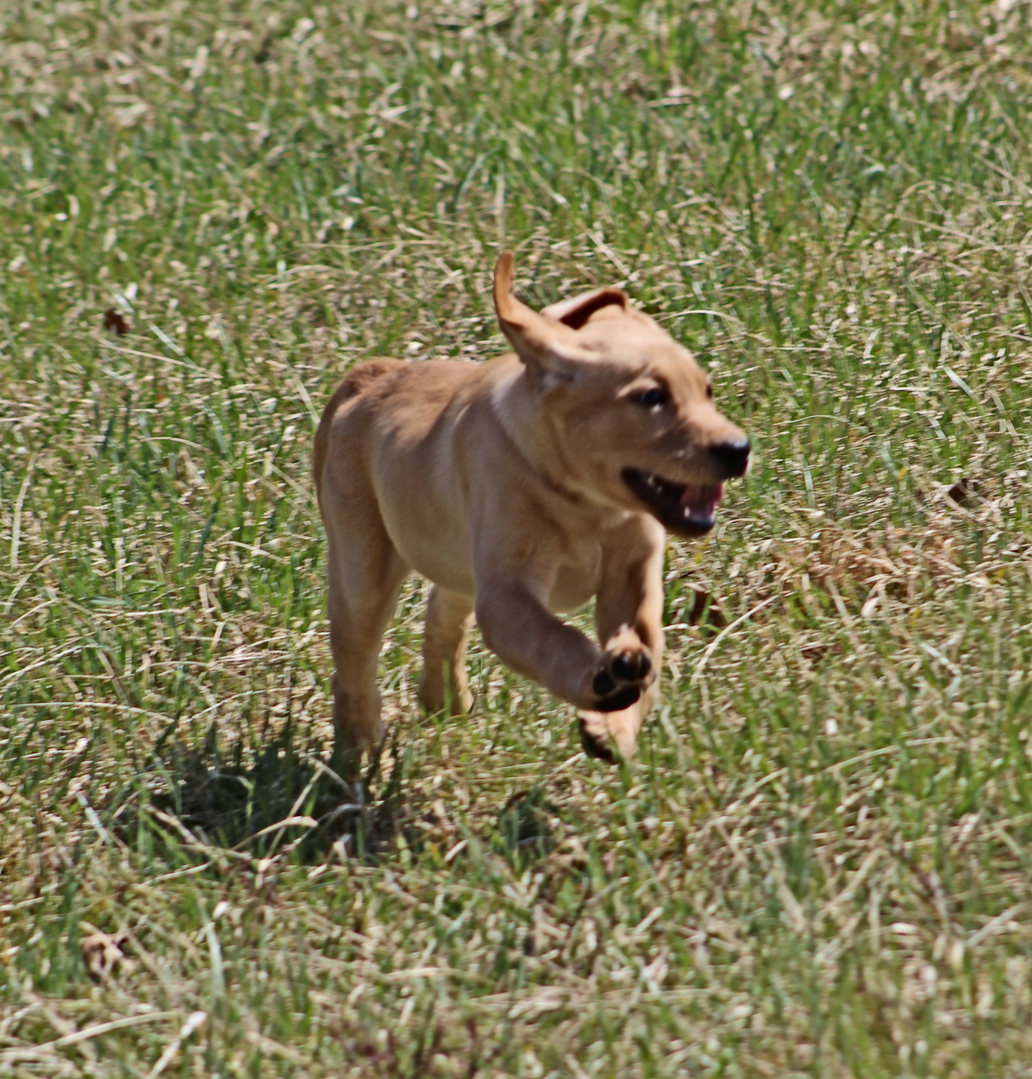 Deep Hollows Brave Heart CGC | Yellow Labrador Retriver