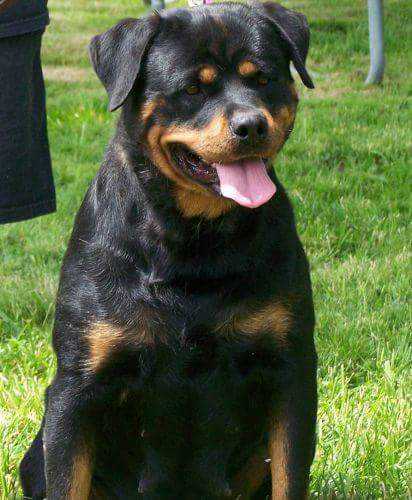 Thunder Valley's Treasure | Rottweiler 