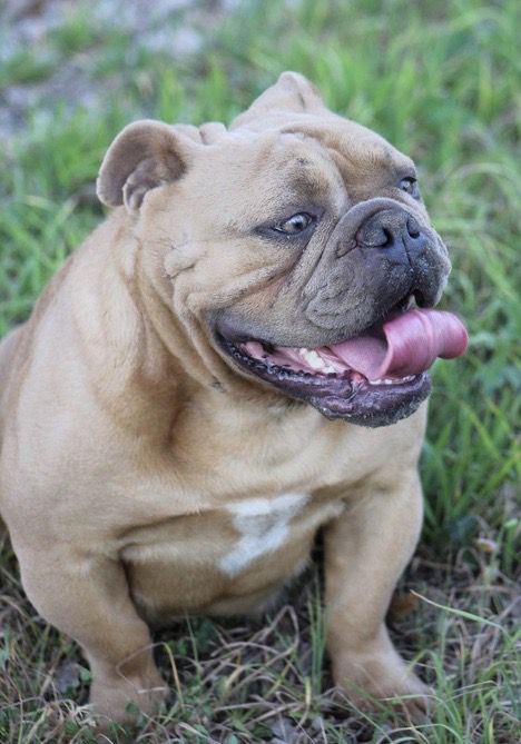 New Era's Honey Boo Boo | Olde English Bulldogge 