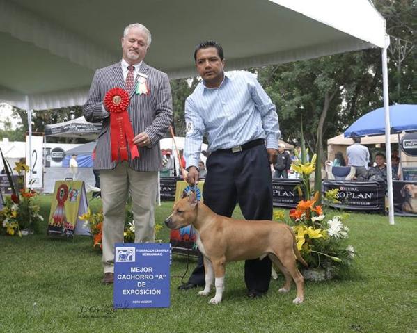 G'Ast dangerous lil bambam | American Staffordshire Terrier 