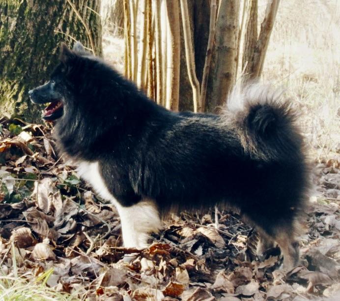 Samur fra Ibuo Landi (Samur FRÁ BÚÖ LANDI) | Icelandic Sheepdog 