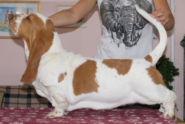 Buffobass Descendent | Basset Hound 