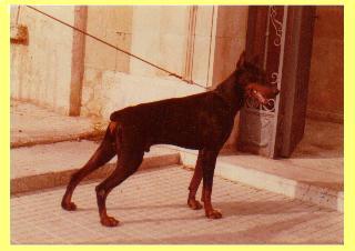 Lord Dayan v. Franckenhorst | Black Doberman Pinscher