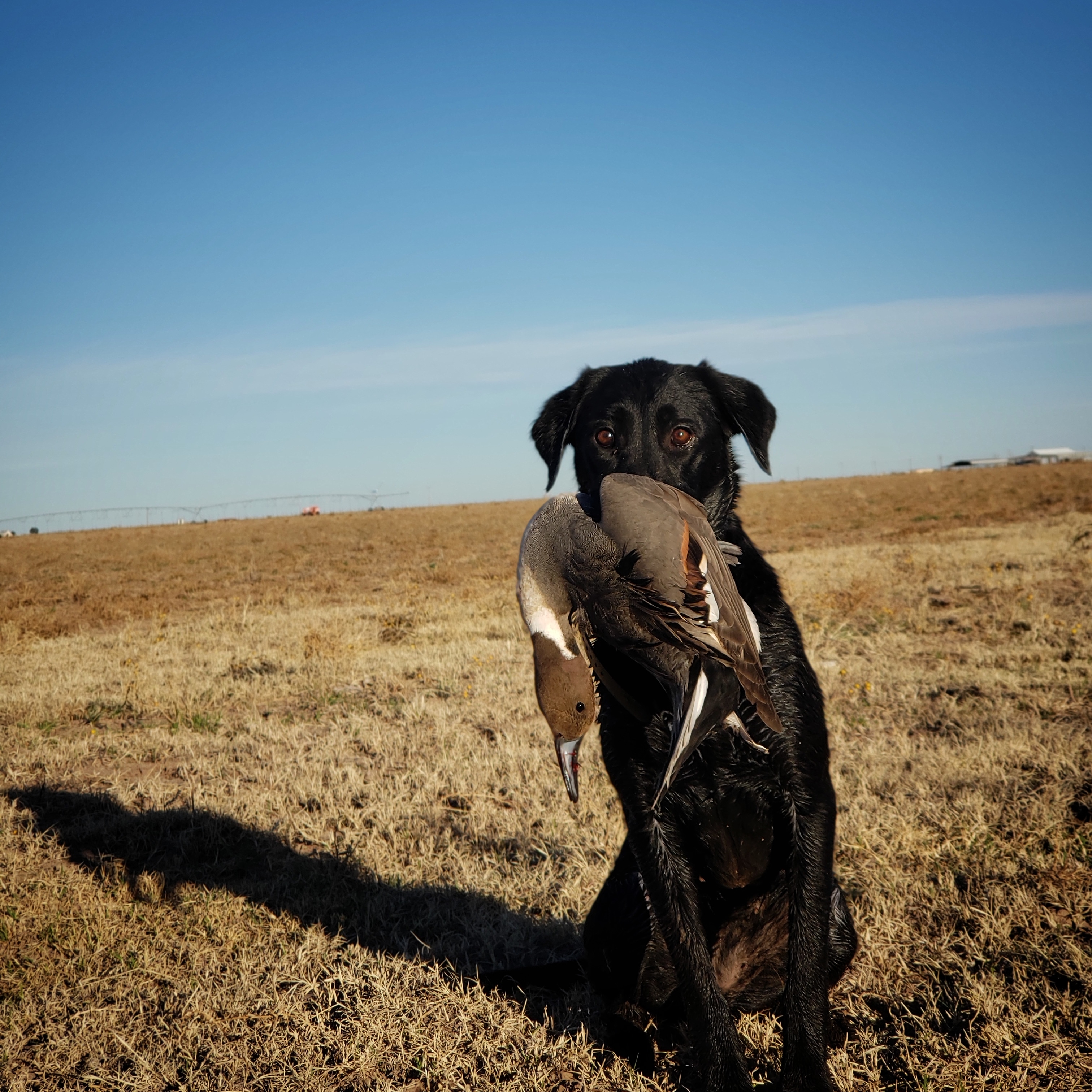 Cuz Shes The Belle Of The Bayou | Black Labrador Retriver