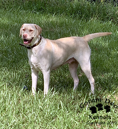 Davis' Heart Of Saint Blandina "dina" | Yellow Labrador Retriver