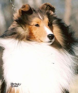 WHITEOAK'S DEALER'S CHOICE II | Shetland Sheepdog 