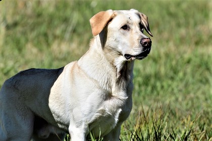 4XGMPR HRCH STK's Marshall Dillon MH | Yellow Labrador Retriver