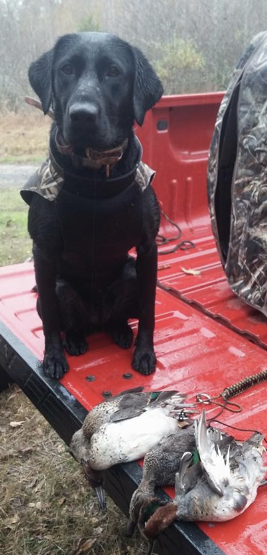 McLain’s Bella | Black Labrador Retriver