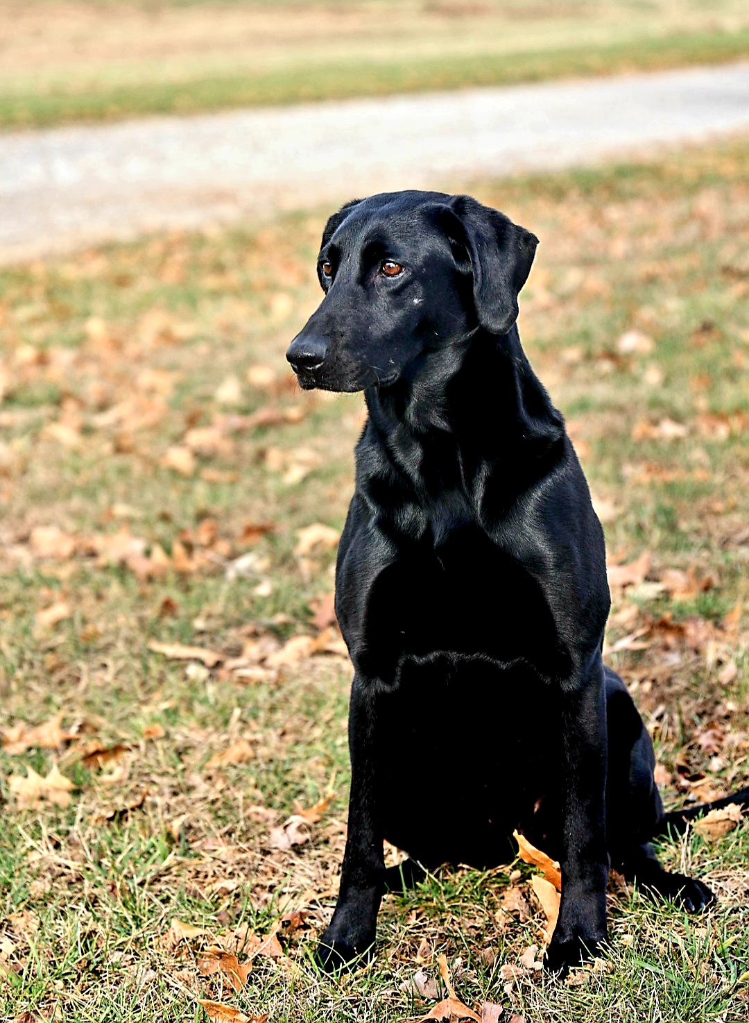 Here's Your One Chance QAA | Black Labrador Retriver