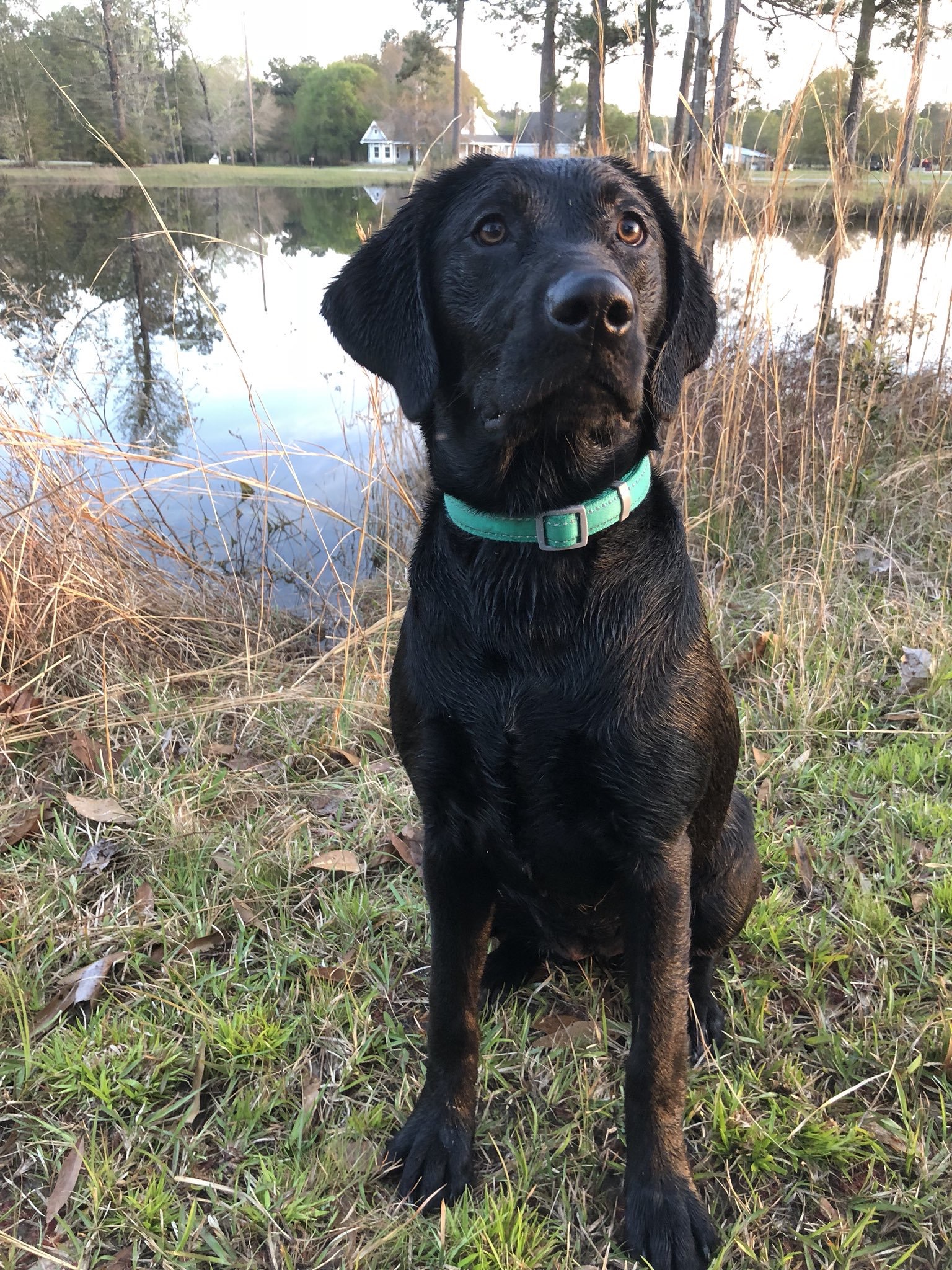 Jolie Ray Johnson | Black Labrador Retriver