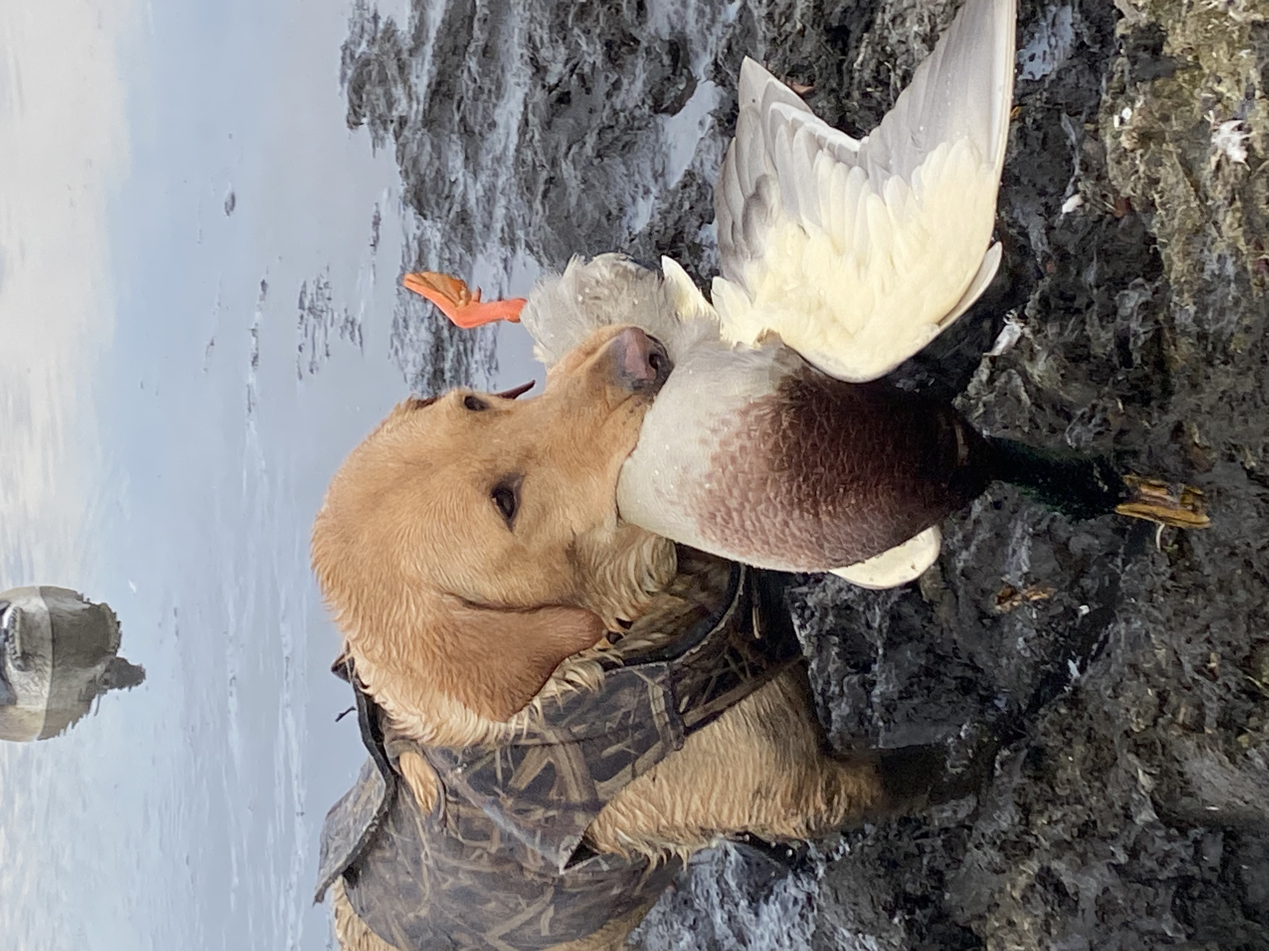 Turtle Creek At Abbotts Pond | Yellow Labrador Retriver