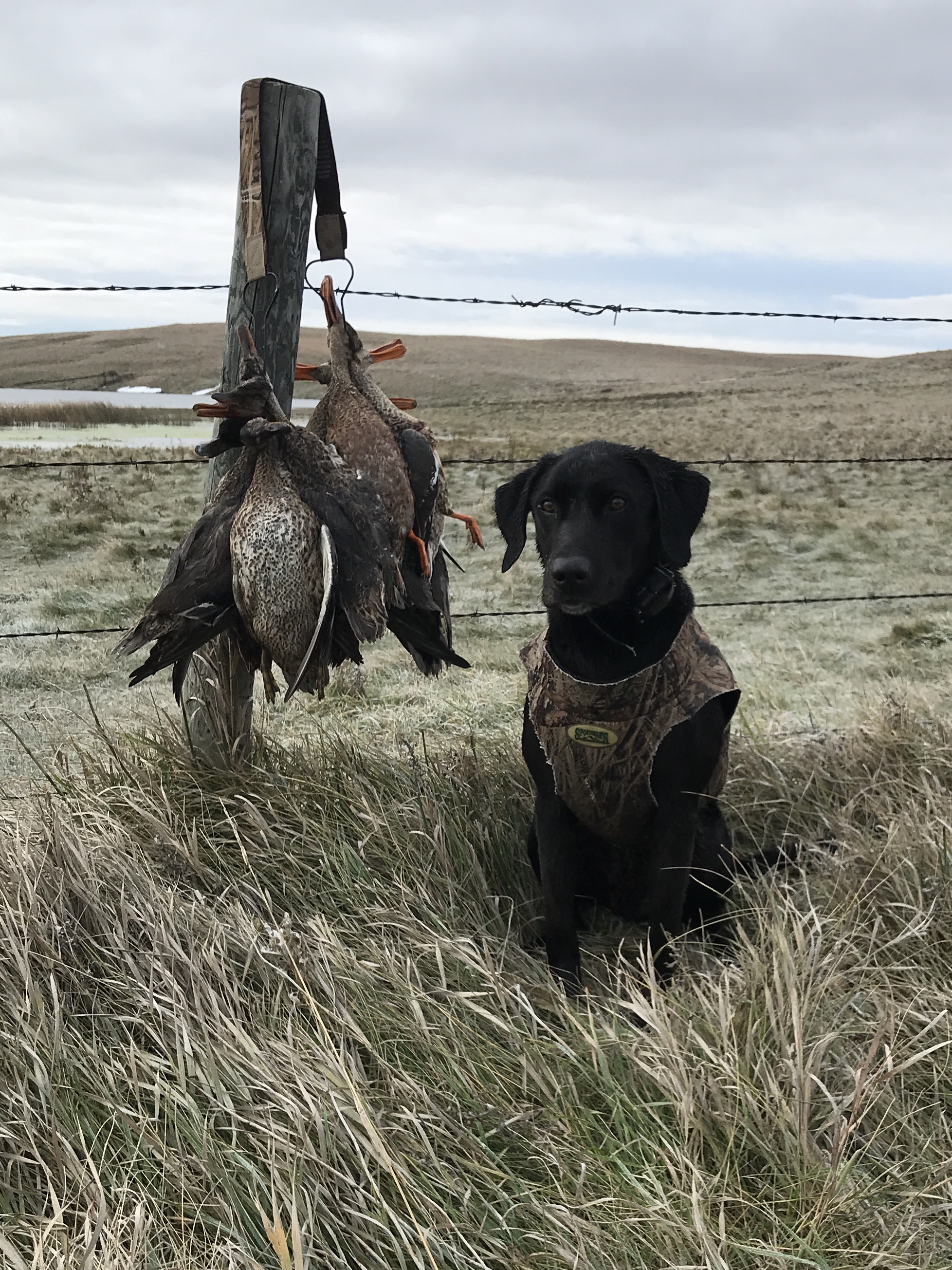 GRHRCHx3 UH Duncans Former Heavyweight Knockout MH | Black Labrador Retriver