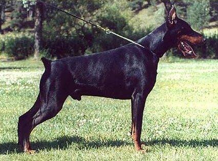 Smart Wood Hills Elisir | Black Doberman Pinscher