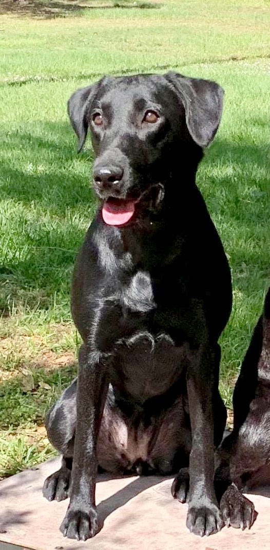 Southern Breeze’s Thunder Cloud | Black Labrador Retriver