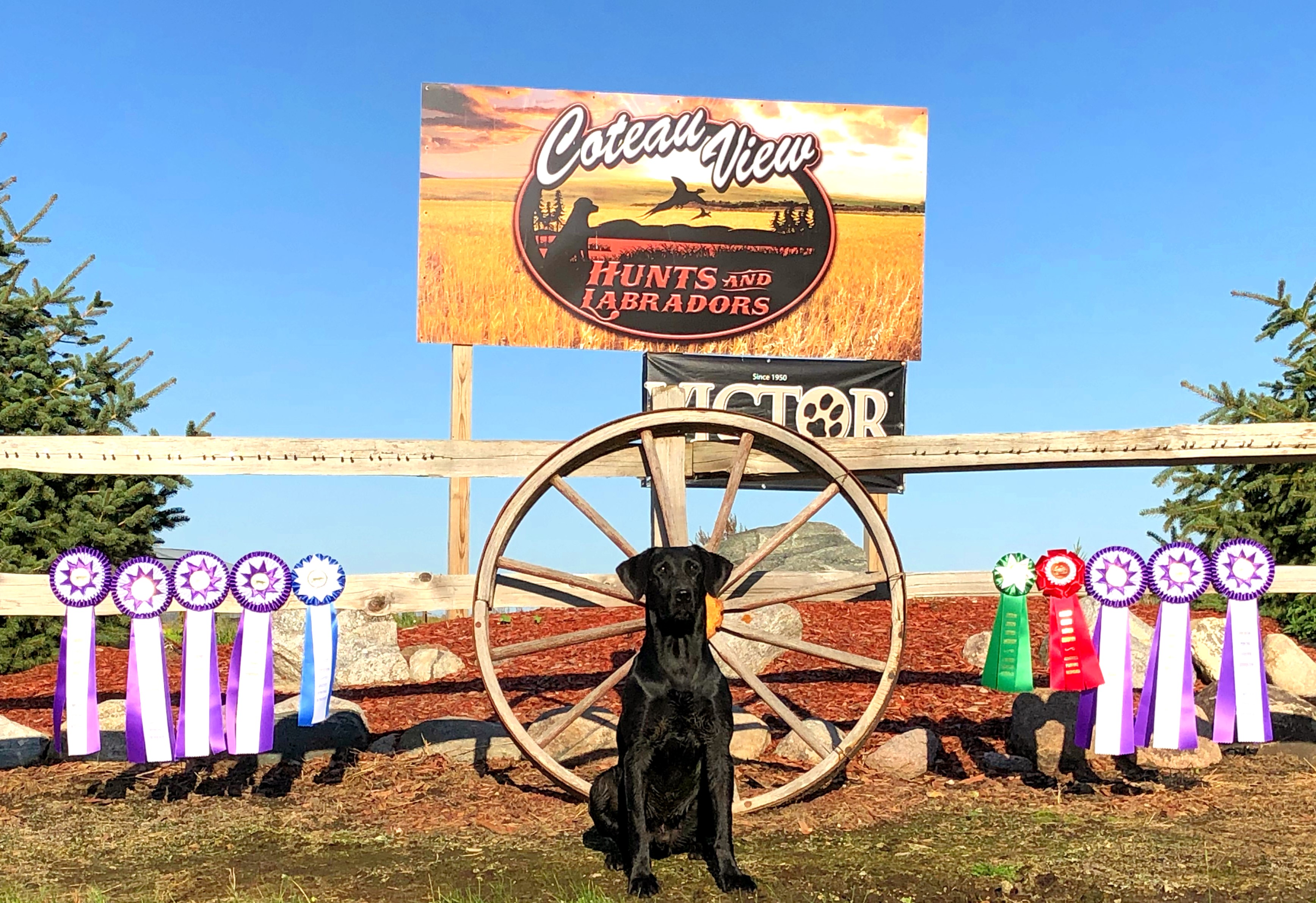 4XGMPR Cvk Gettin It Done MH | Black Labrador Retriver