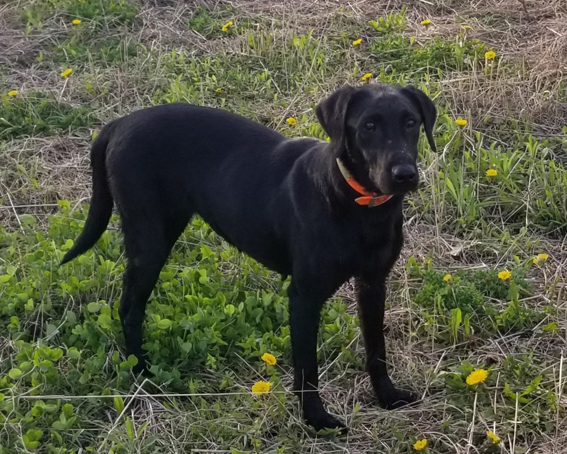 Perfect 10 Victorias Secert | Black Labrador Retriver