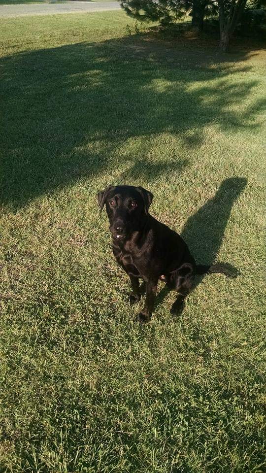 5E Lucy's Boomer Sooner | Black Labrador Retriver