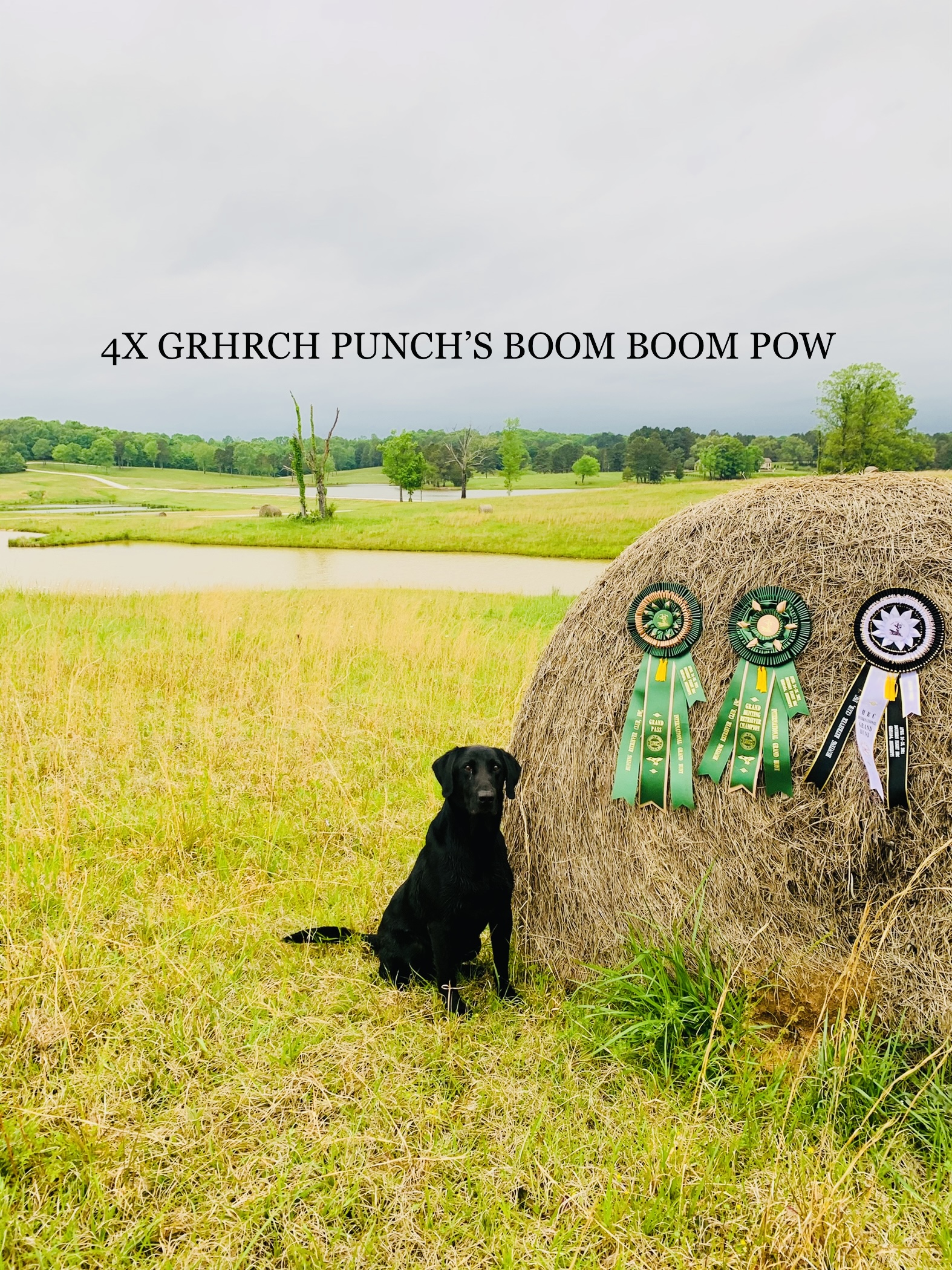 4X GRHRCH  Punch's Boom Boom Pow | Black Labrador Retriver