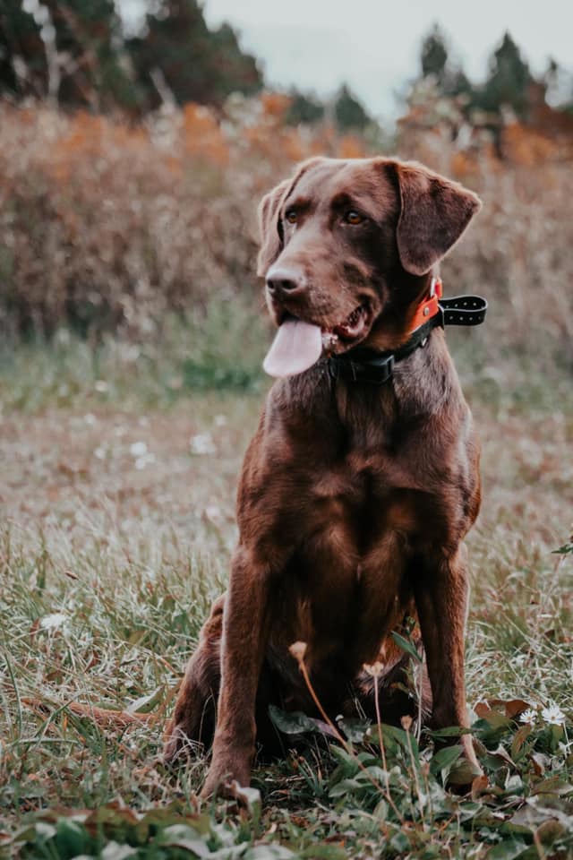 UP Labradors Good Golly Miss Molly | Chocolate Labrador Retriver